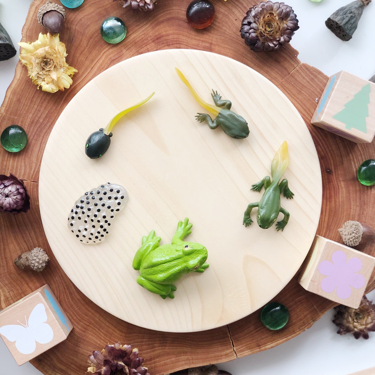 Life Cycle of a Frog Figurine Set