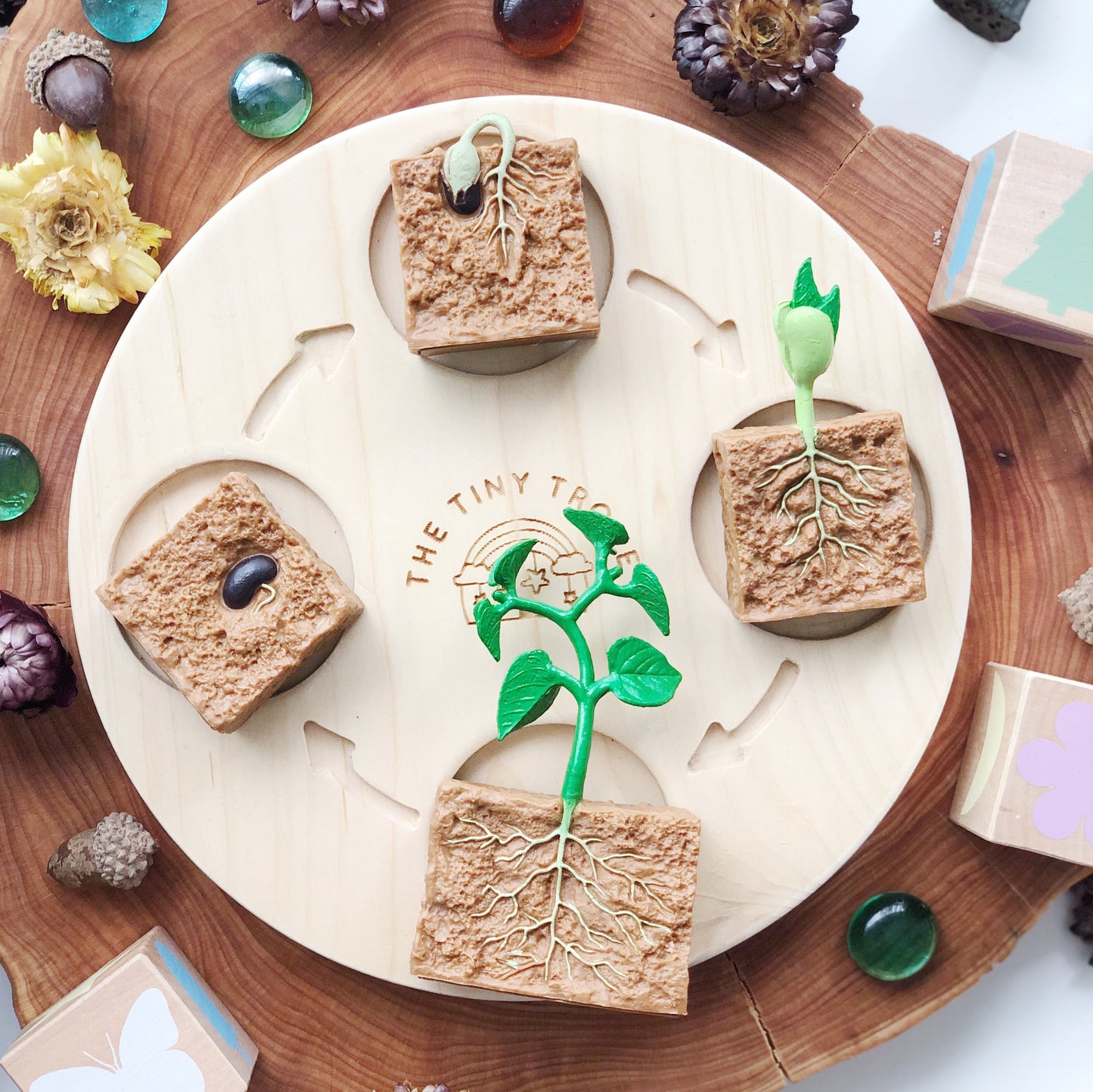 Life Cycle of a Green Bean Plant Figurine Set