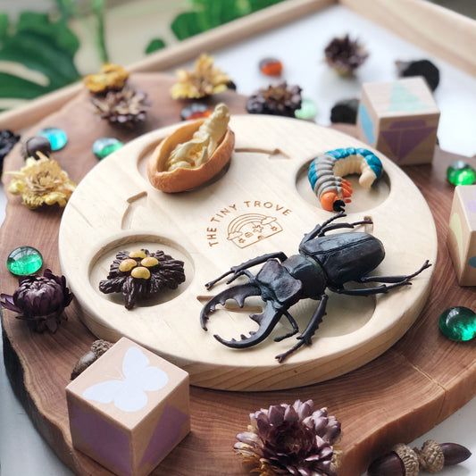 Life Cycle of a Beetle Figurine Set