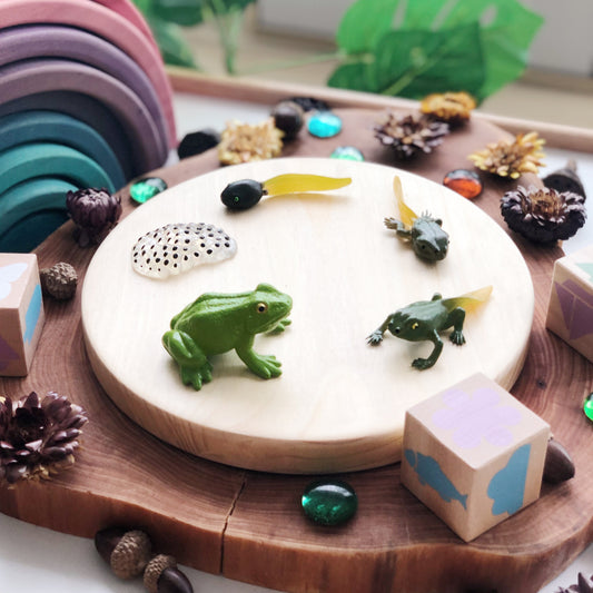 Life Cycle of a Frog Figurine Set