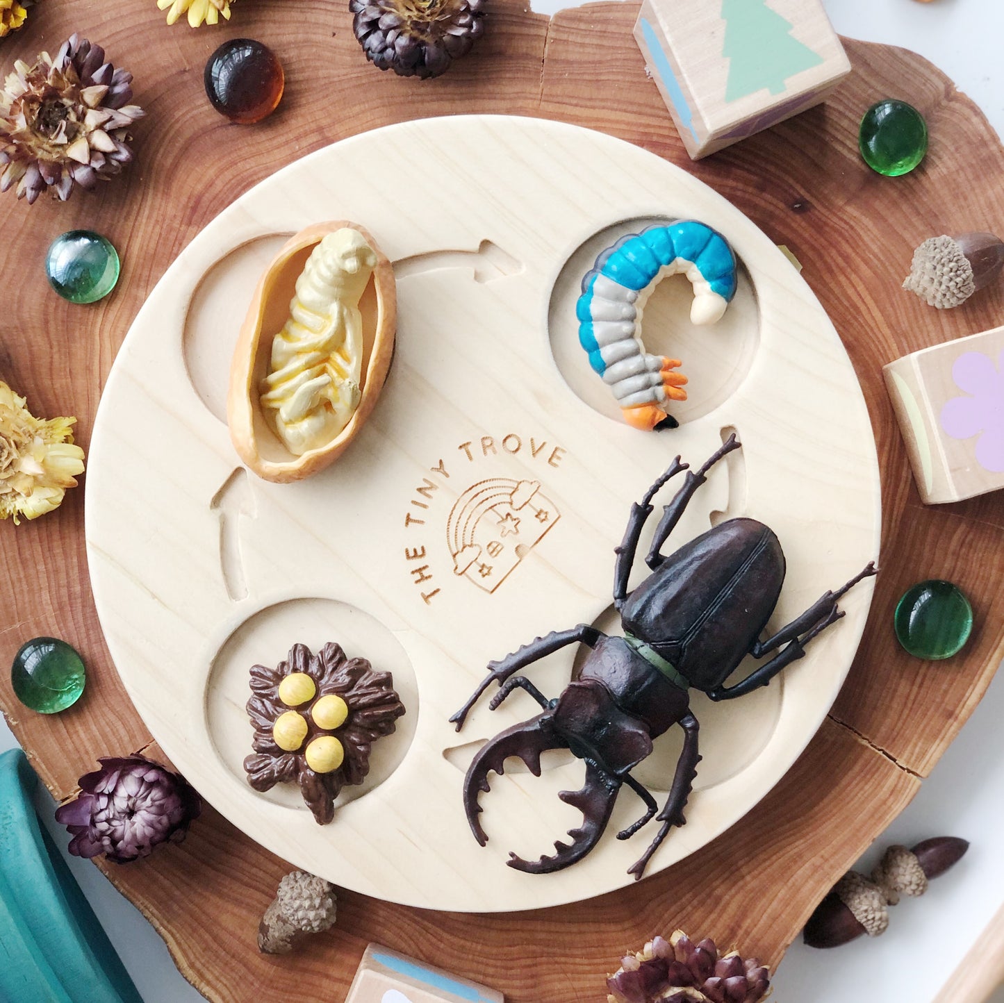Life Cycle of a Beetle Figurine Set