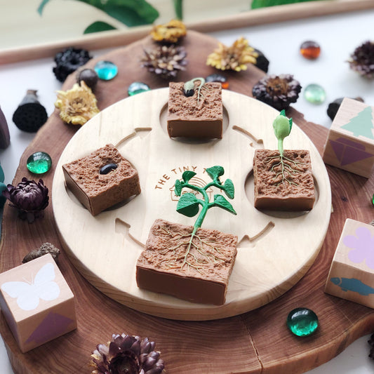 Life Cycle of a Green Bean Plant Figurine Set