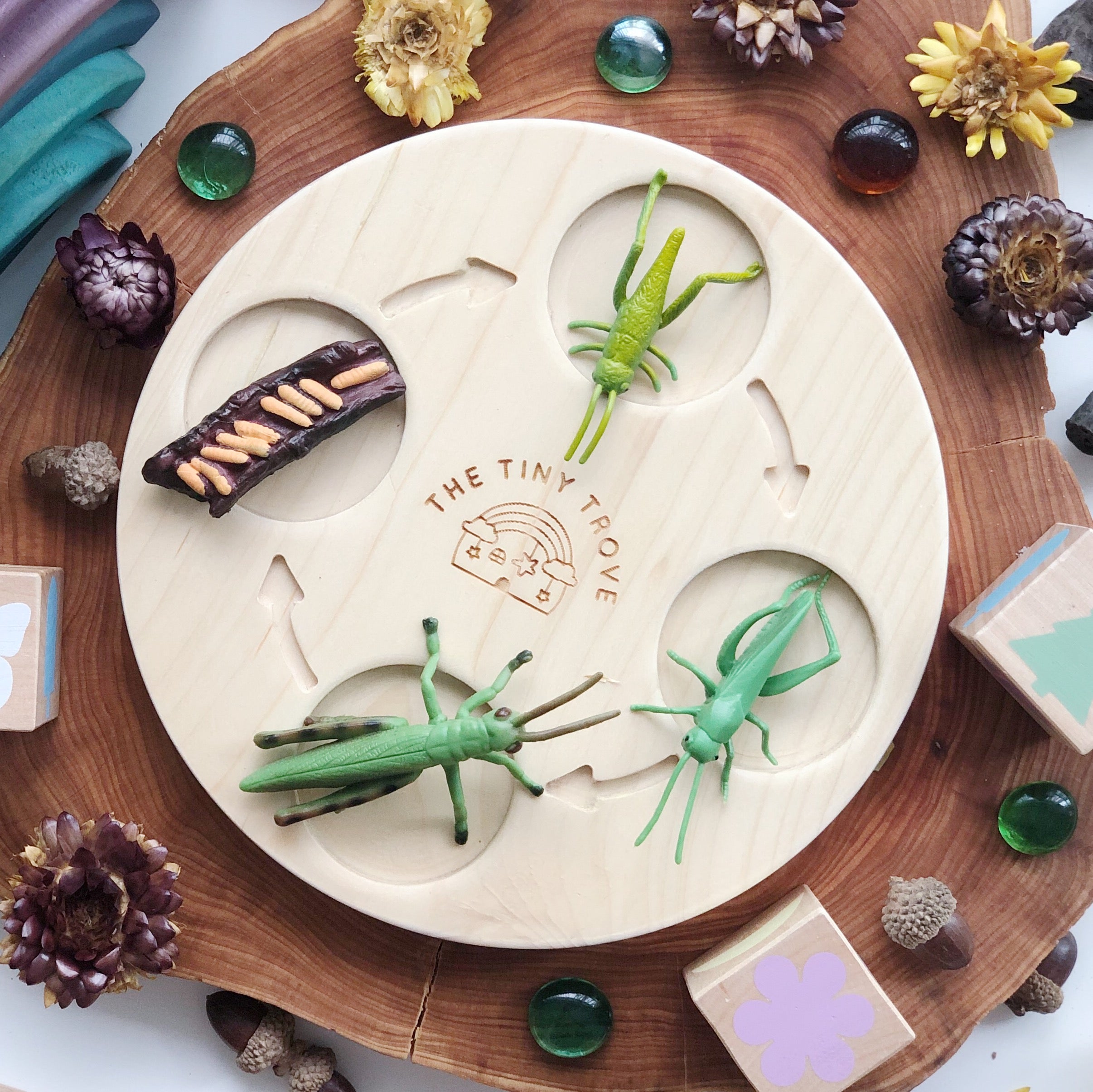 Life Cycle of a Grasshopper Figurine Set