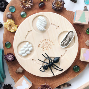 Life Cycle of an Ant Figurine Set