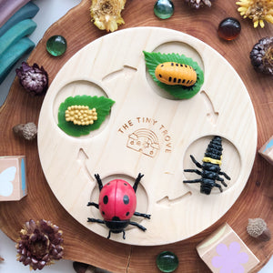 Life Cycle of a Lady Bug Figurine Set