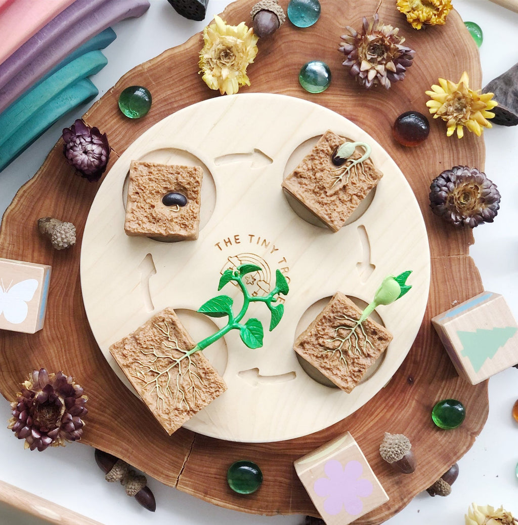 Life Cycle of a Green Bean Plant Figurine Set
