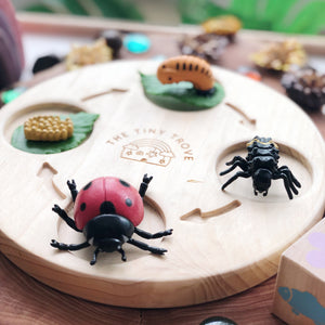 Life Cycle of a Lady Bug Figurine Set