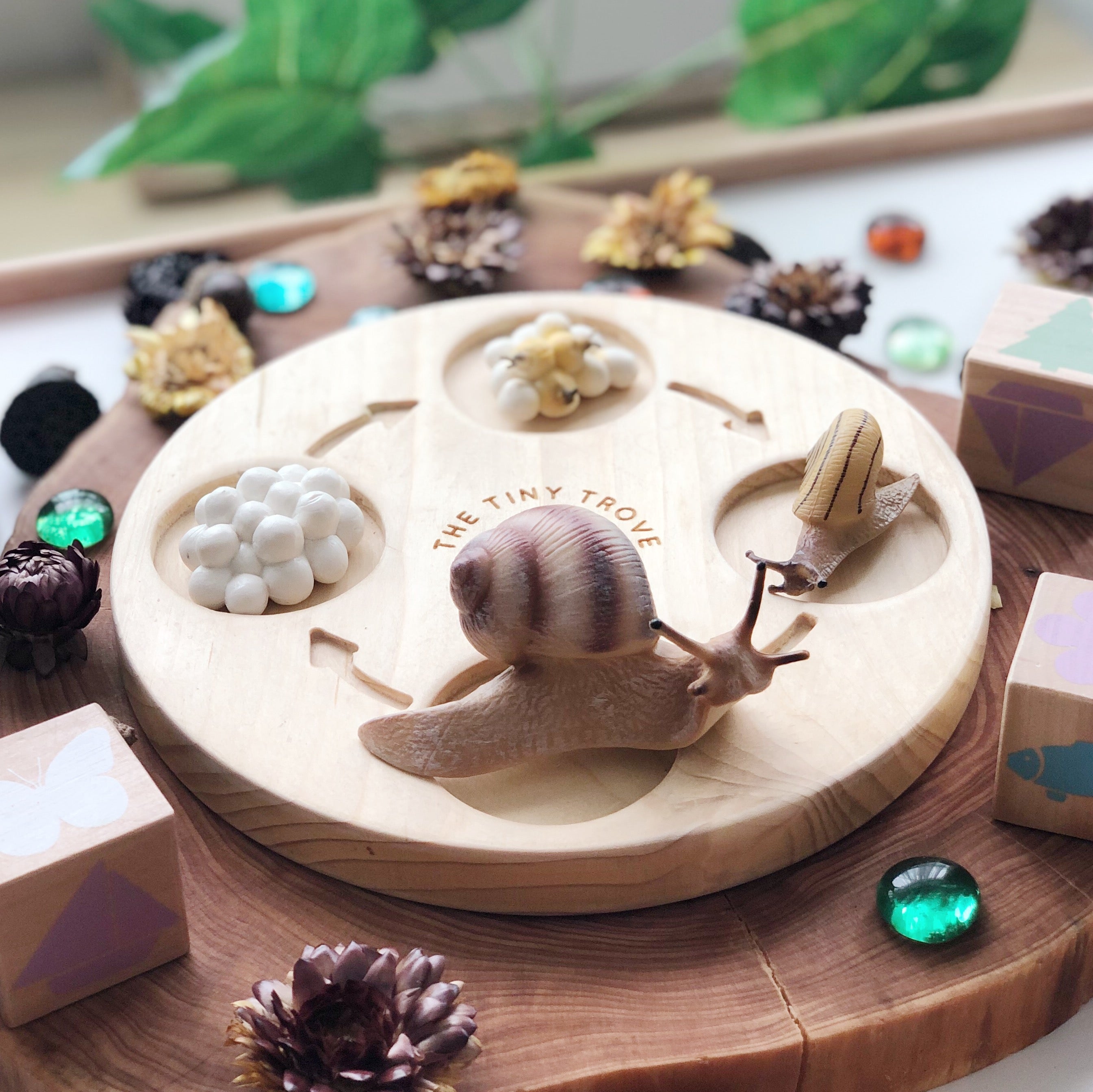 Life Cycle of a Snail Figurine Set