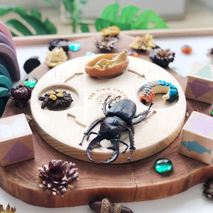 Life Cycle of a Beetle Figurine Set