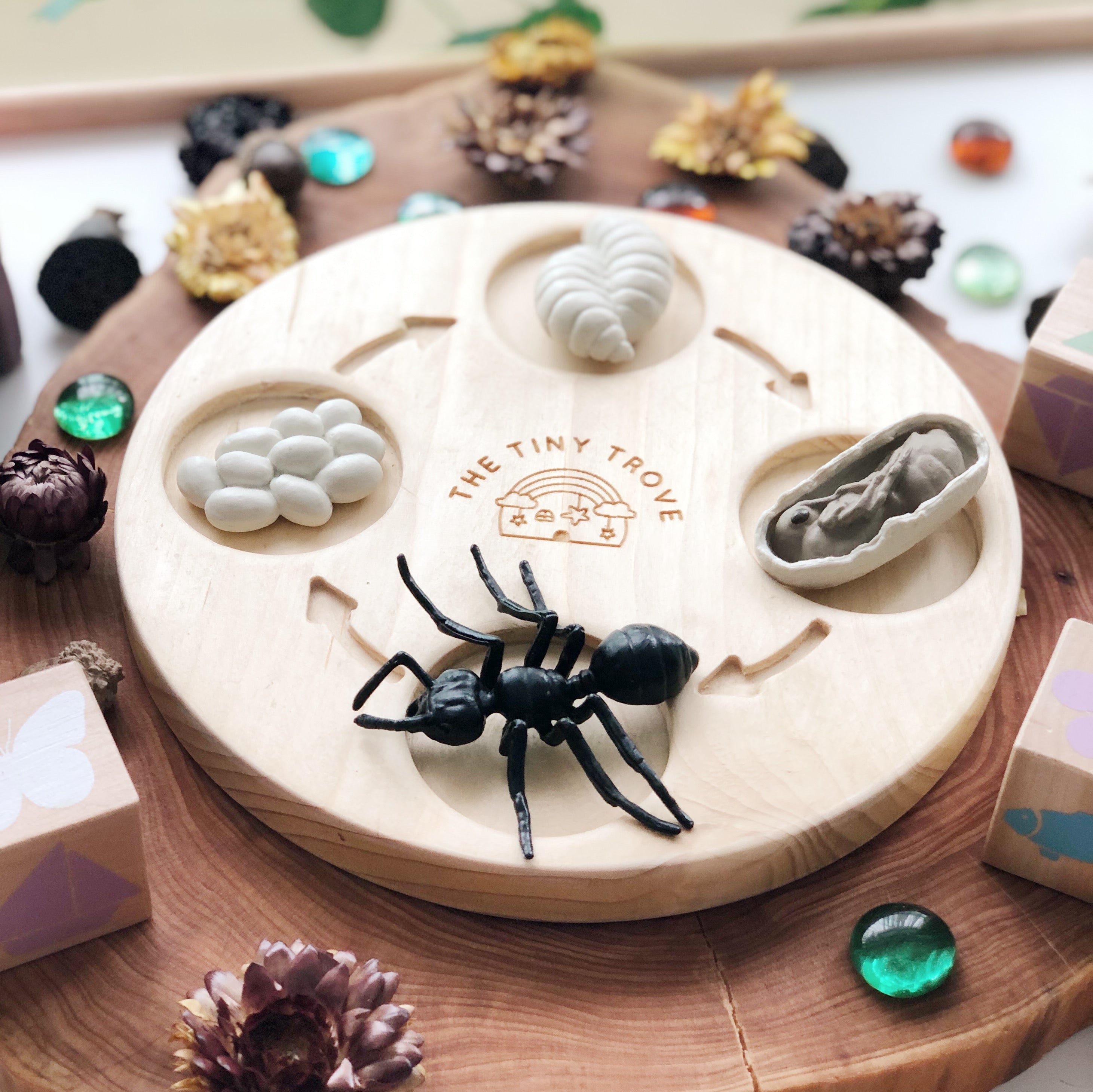 Life Cycle of an Ant Figurine Set