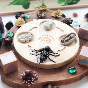 Life Cycle of an Ant Figurine Set