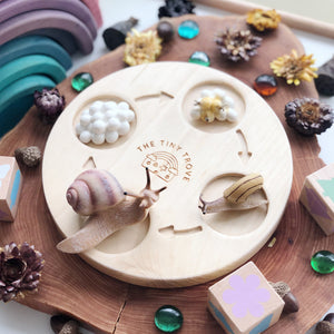 Life Cycle of a Snail Figurine Set