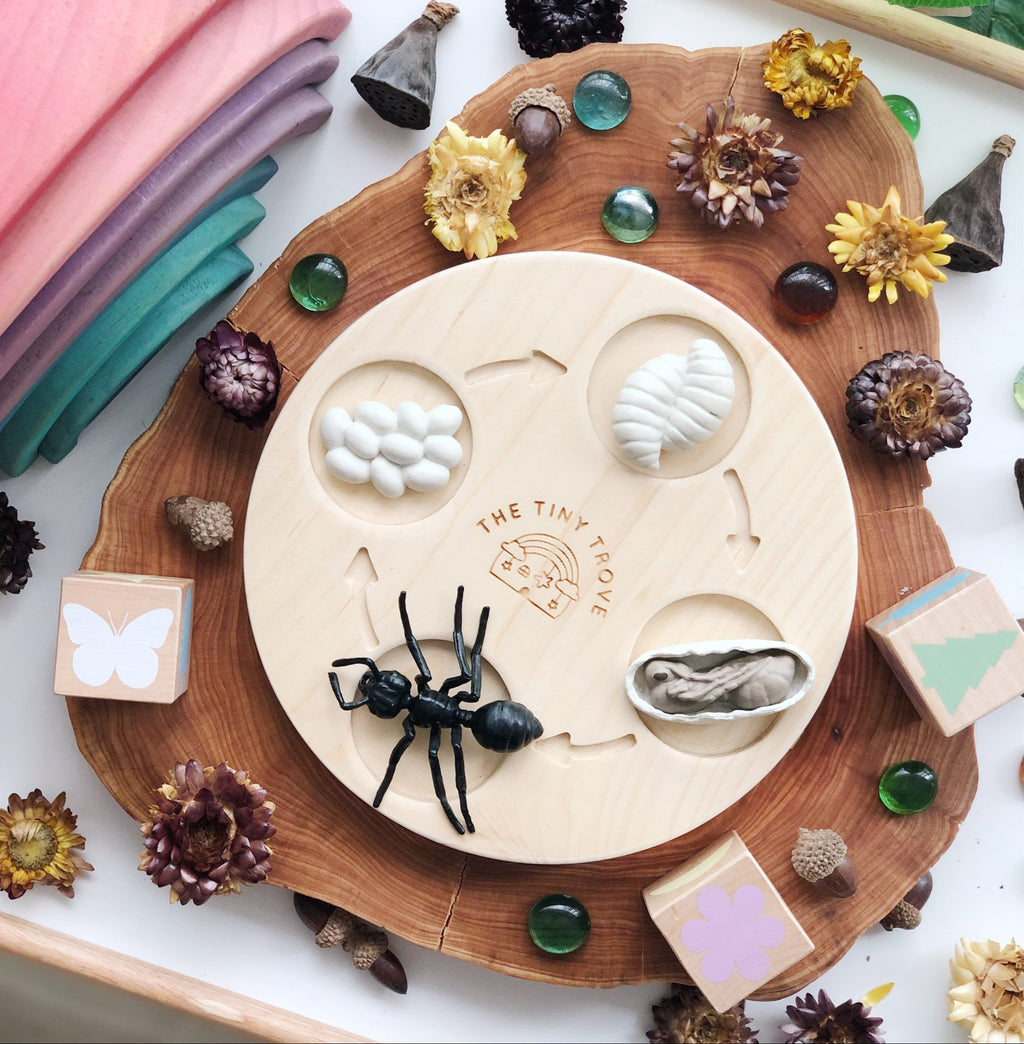 Life Cycle of an Ant Figurine Set