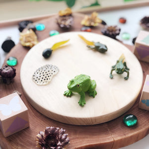 Life Cycle of a Frog Figurine Set