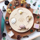 Life Cycle of a Snail Figurine Set