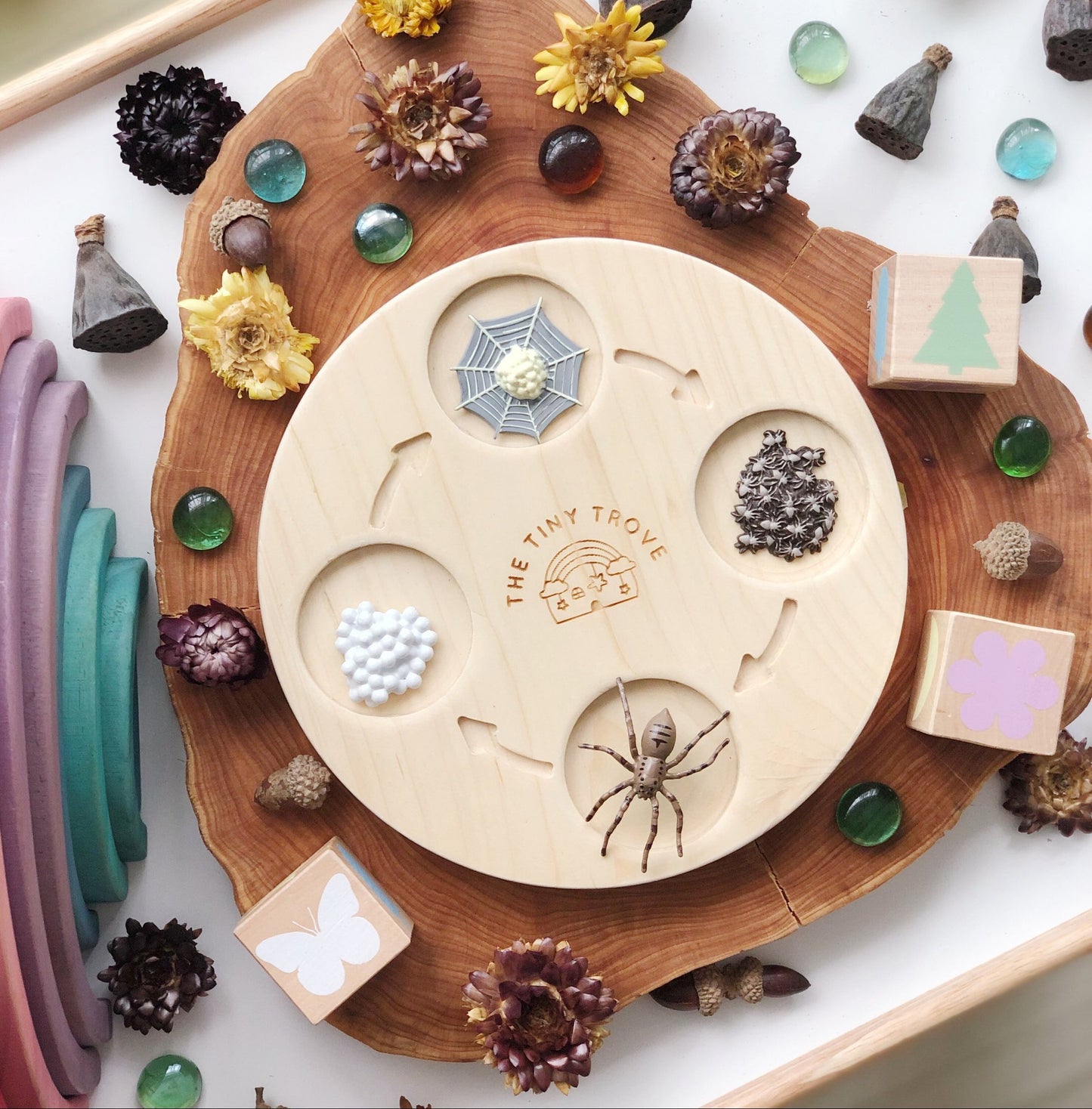 Life Cycle of a Spider Figurine Set