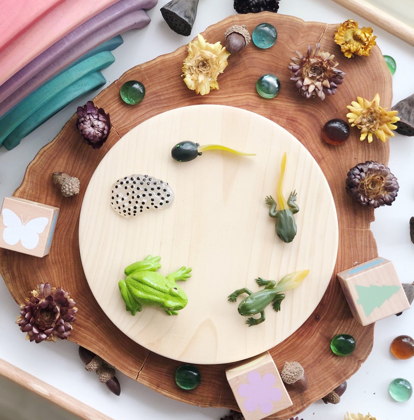 Life Cycle of a Frog Figurine Set