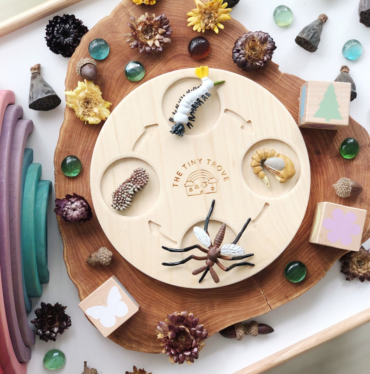 Life Cycle of a Mosquito Figurine Set