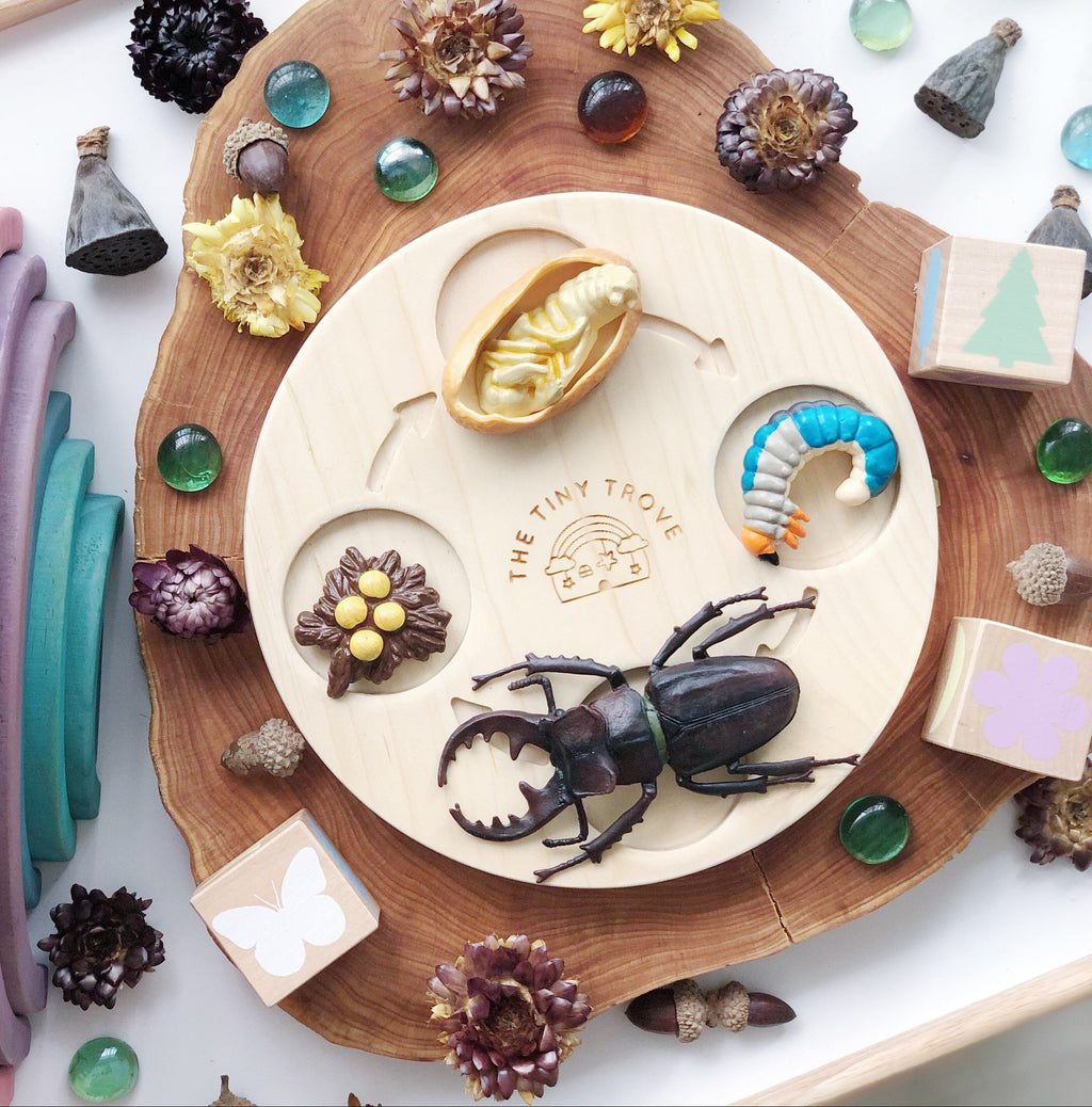 Life Cycle of a Beetle Figurine Set