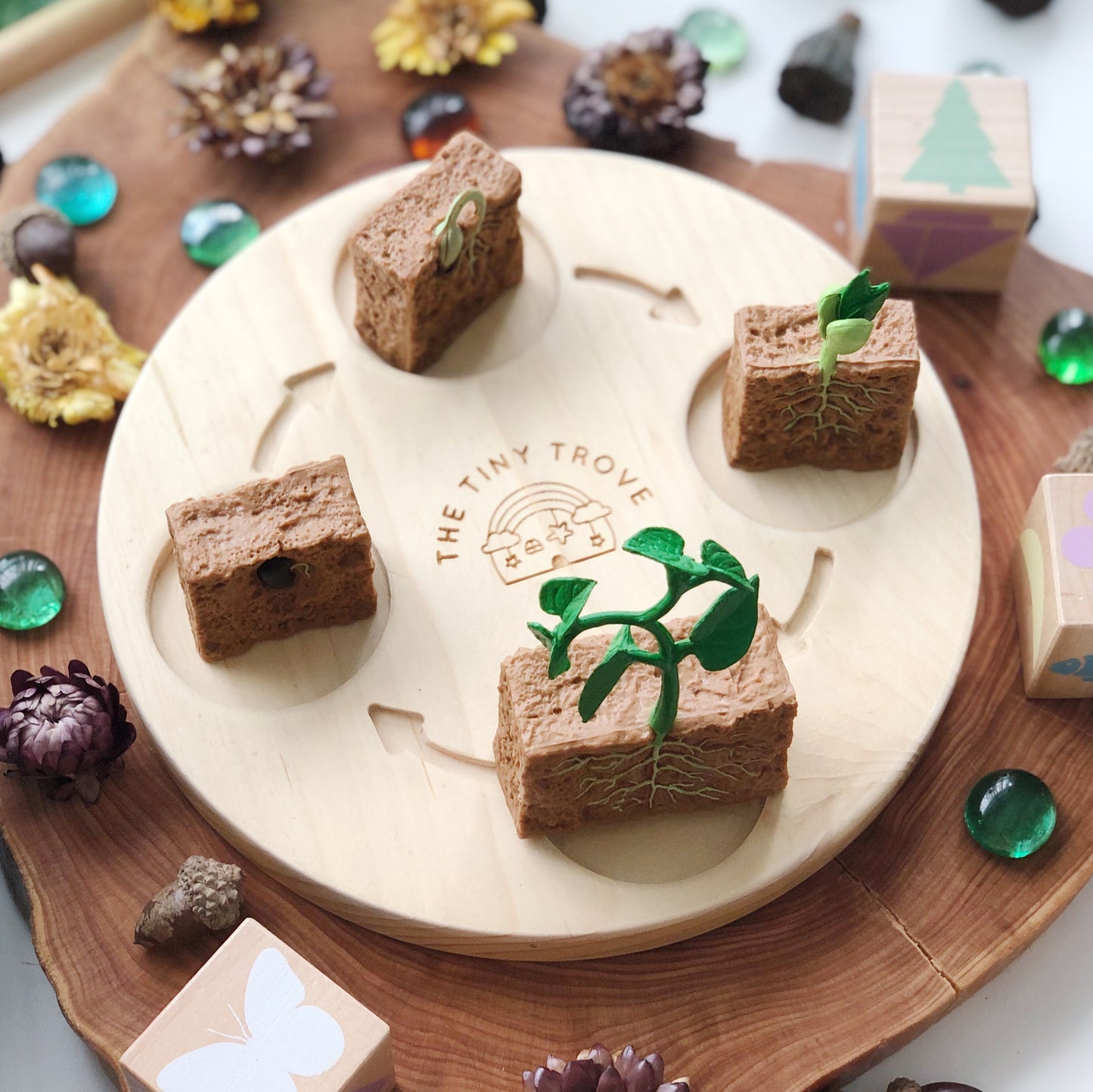 Life Cycle of a Green Bean Plant Figurine Set